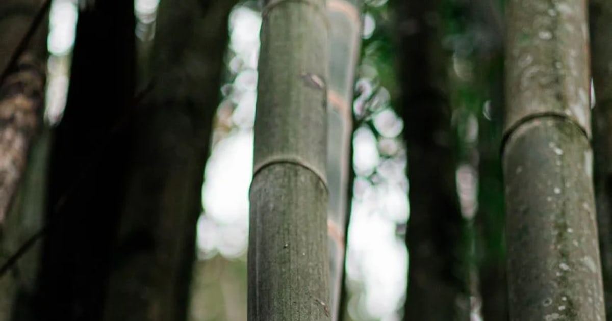 Bamboo: The Grass That Builds Houses cover