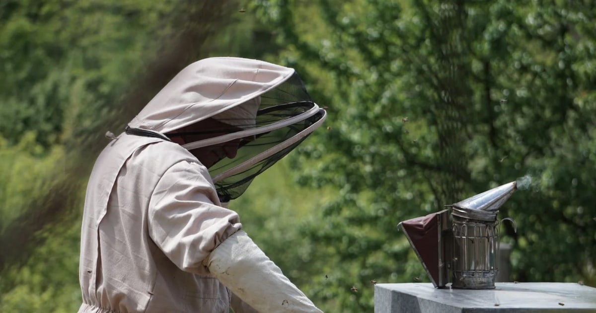 Beekeeping: An Ancient Life with the Hive cover