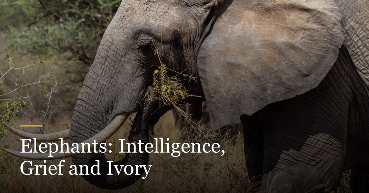 Elephants Never Forget. We Should Not Either. cover