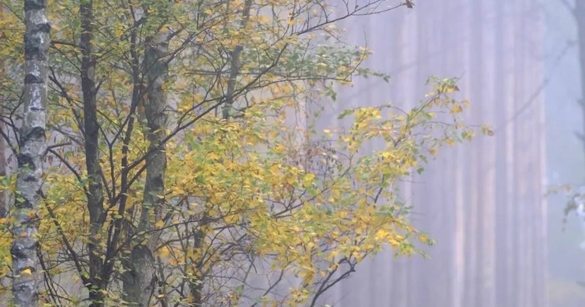 What a Forest Is Worth cover